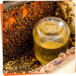 Alimento Estimulante para Abejas